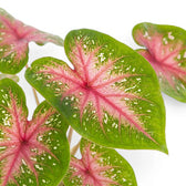 Nahaufnahme der rosa-grünen, herzförmigen Blätter von Caladium Casey.