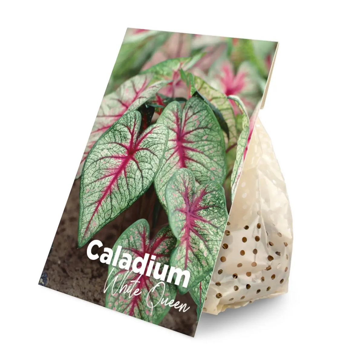 Ruhende Caladium-Knollen vor dem Einpflanzen.