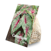 Ruhende Caladium-Knollen vor dem Einpflanzen.