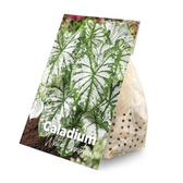 Caladium dormant bulbs (tubers) shown for planting.