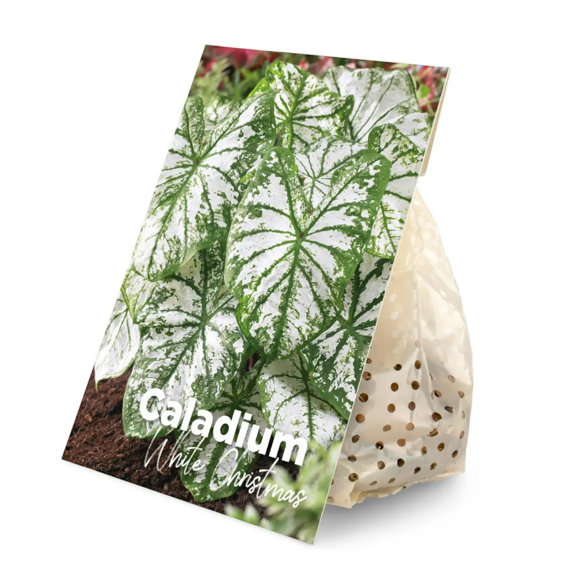Caladium dormant bulbs (tubers) shown for planting.