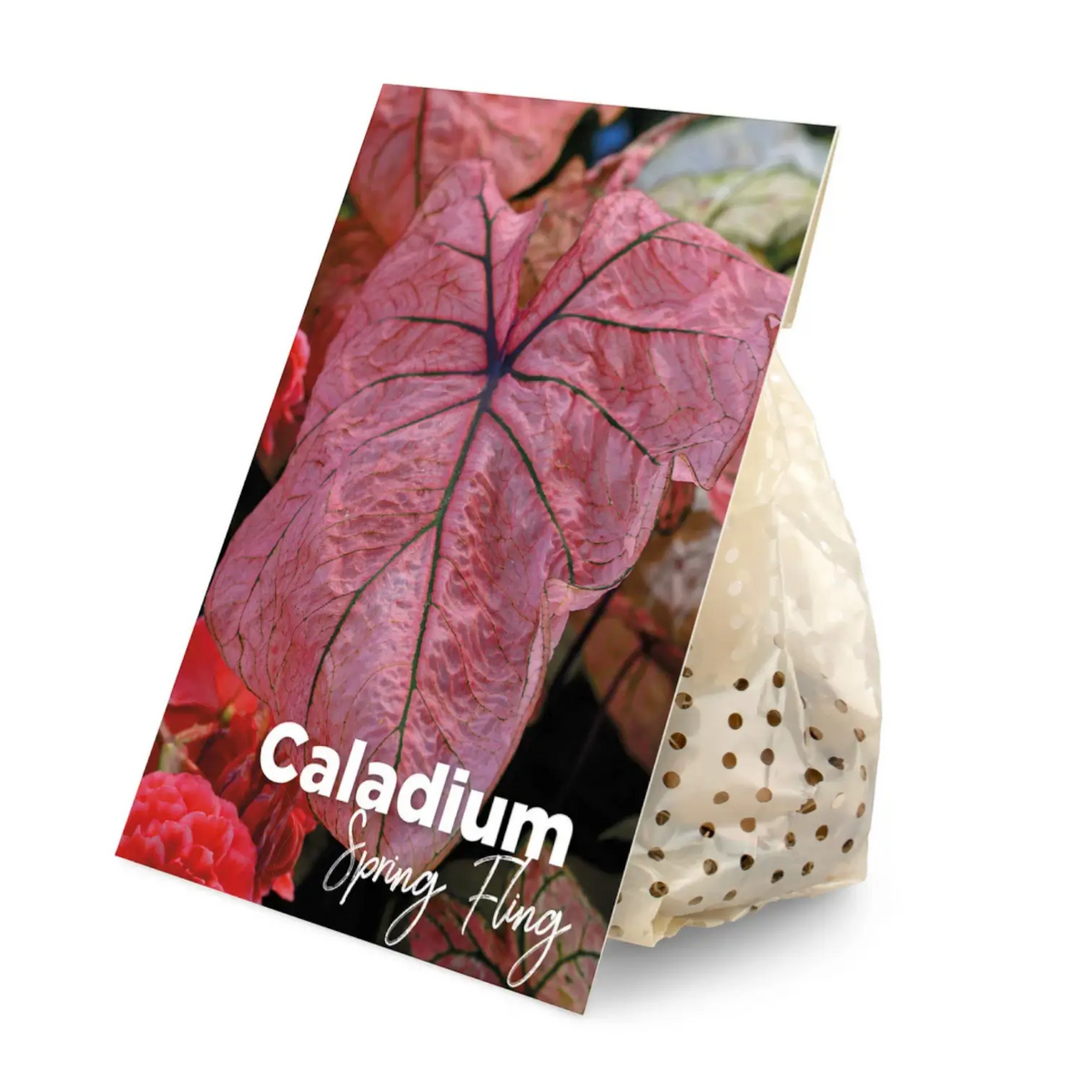 Caladium dormant bulbs (tubers) shown for planting.