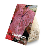 Caladium dormant bulbs (tubers) shown for planting.