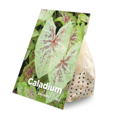Caladium dormant bulbs (tubers) shown for planting.