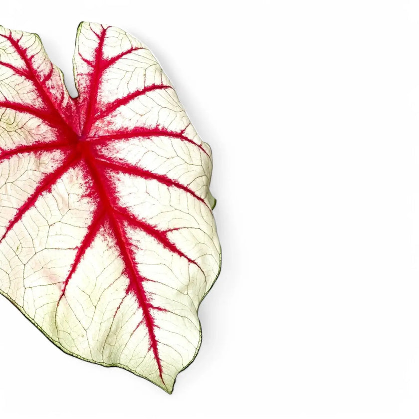 Caladium 'Fiesta' close-up of leaf on white background.