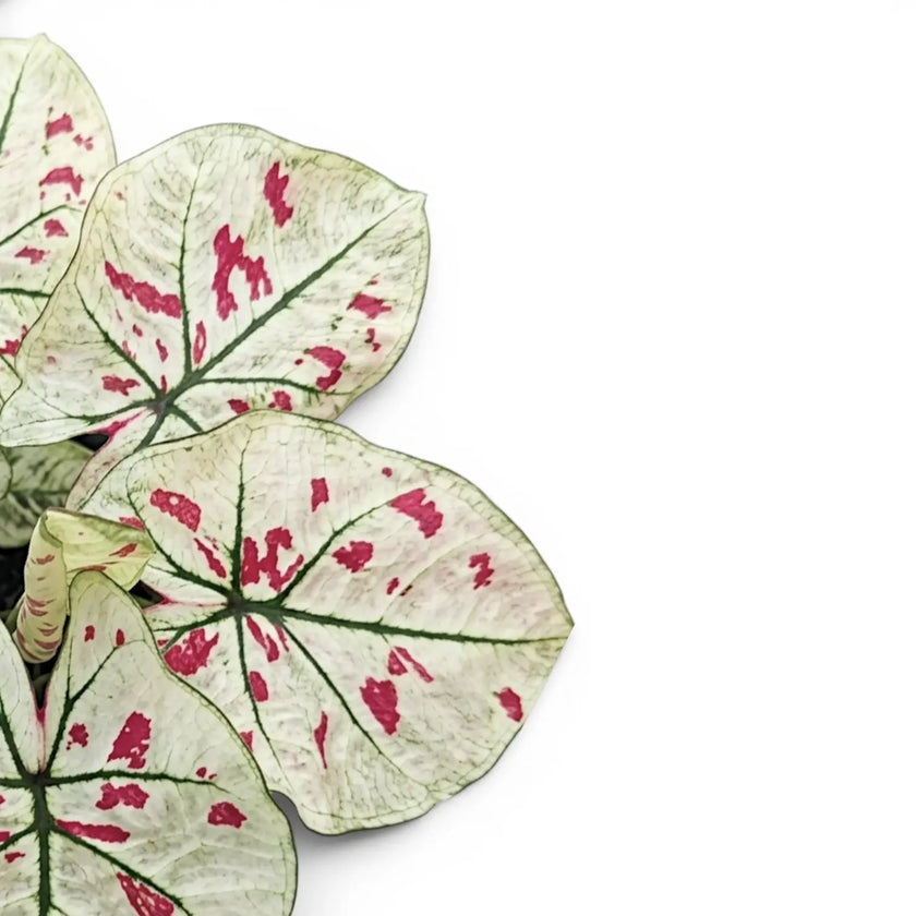 Close-up of Caladium 'Kelly' leaves.