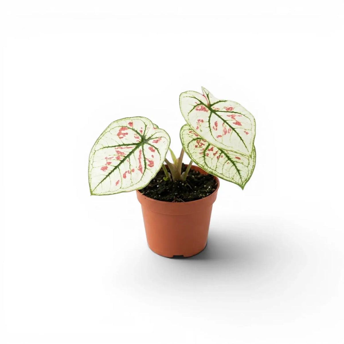 Caladium 'Kelly' im Kulturtopf.