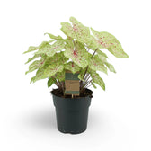 Caladium 'Miss Muffet' plant photo.
