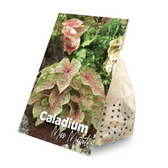 Caladium 'Miss Muffet' plant photo.