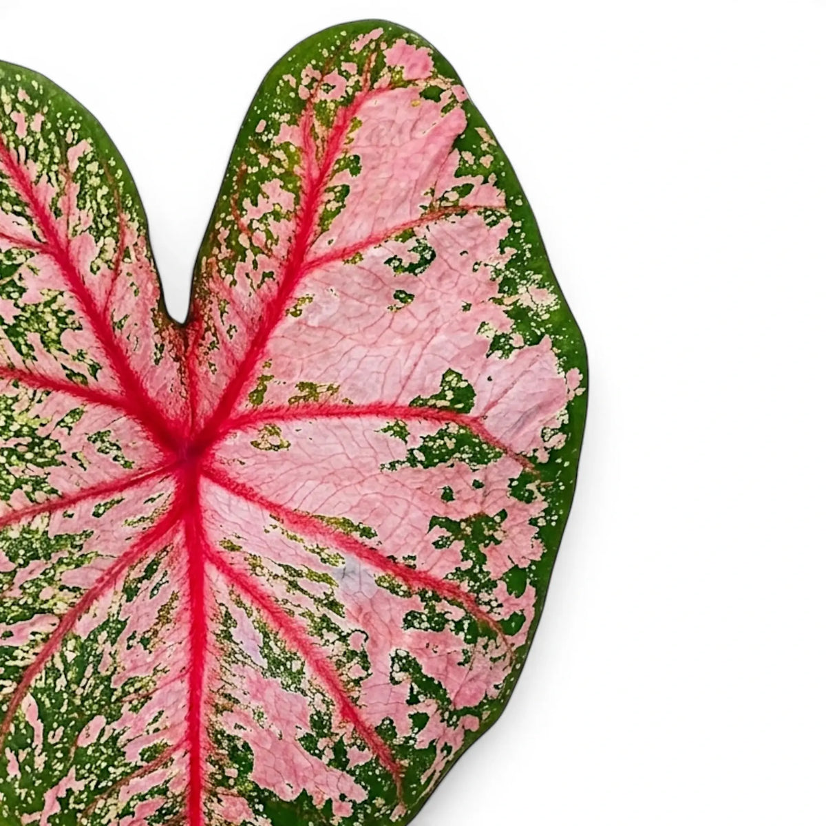 Close-up of Caladium 'Pink Beauty' leaves.
