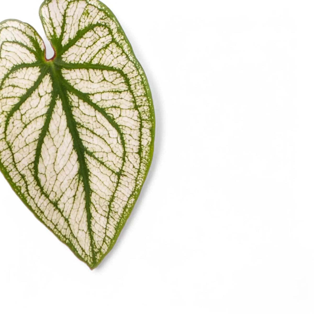 Caladium 'Pliage' leaf close-up on white background.