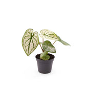 Caladium 'Pliage' potted plant in nursery pot on white background.