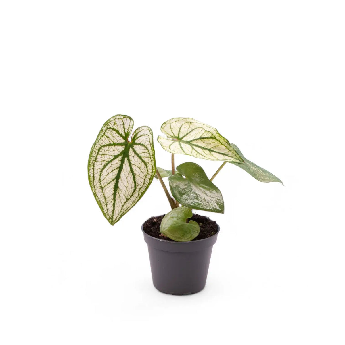 Caladium 'Pliage' potted plant in nursery pot on white background.