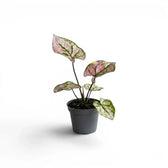 Caladium Purple Light baby plant in a nursery pot.