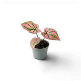 Caladium Purple Light baby plant in a nursery pot.