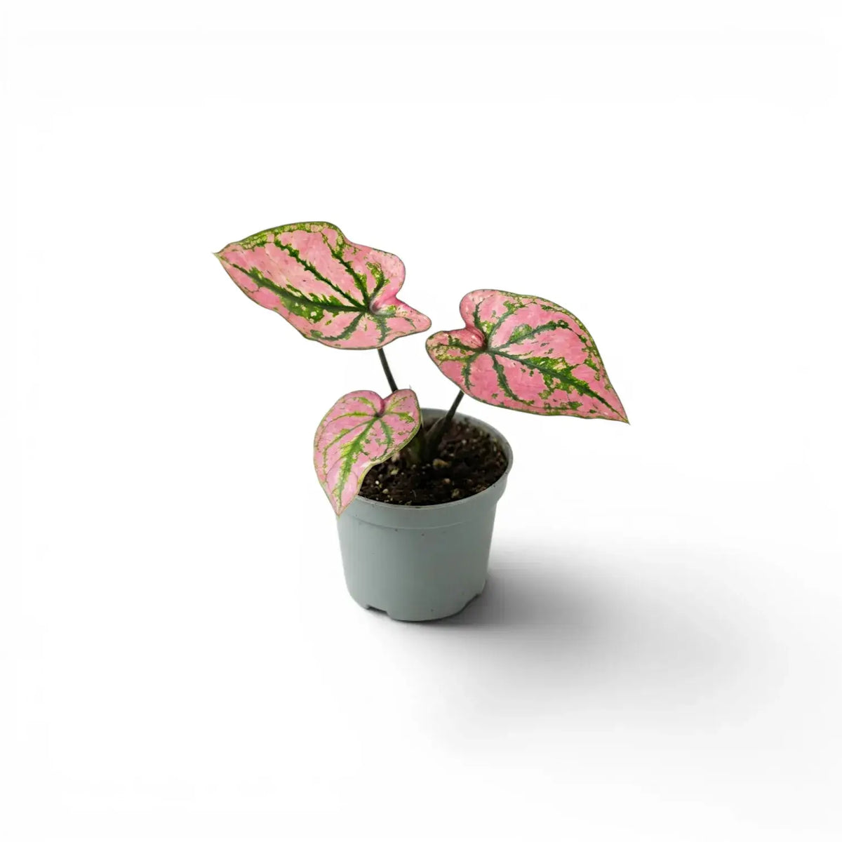 Caladium Purple Light baby plant in a nursery pot.