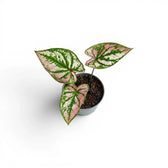 Caladium Purple Light baby plant in a nursery pot.