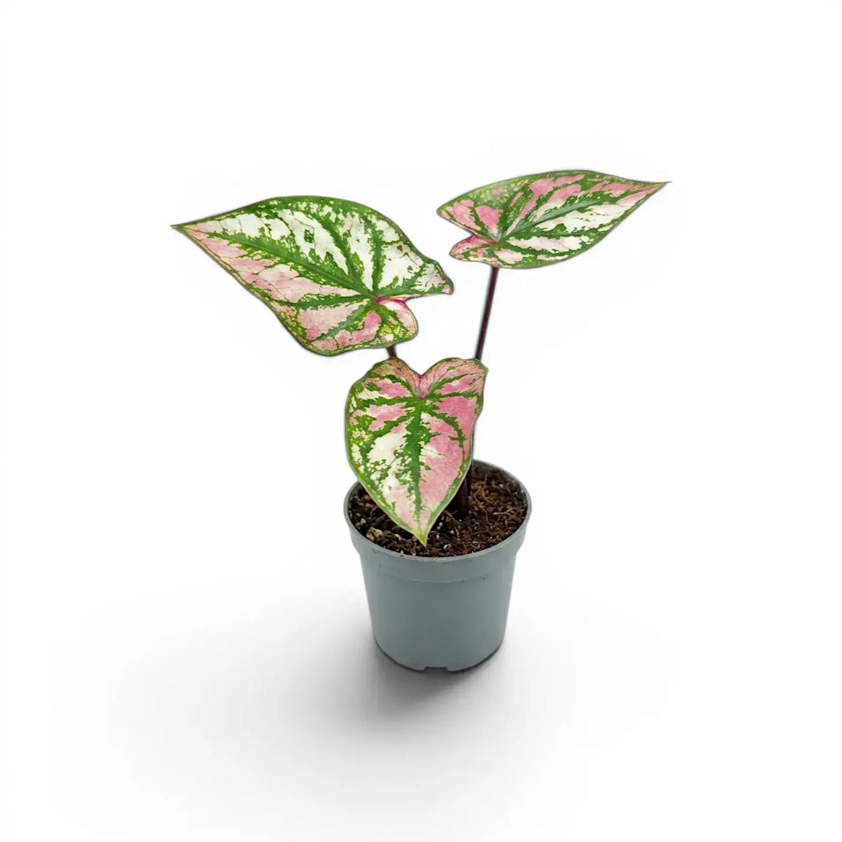 Caladium Purple Light baby plant in a nursery pot.