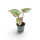 Caladium Purple Light baby plant in a nursery pot.