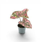 Caladium Purple Light baby plant in a nursery pot.