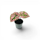 Caladium Purple Light baby plant in a nursery pot.