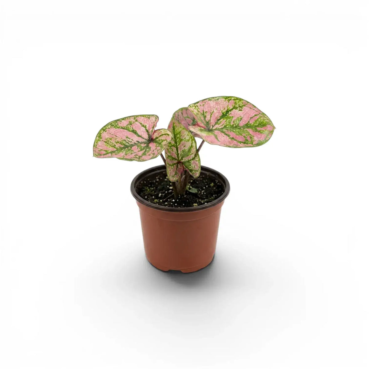 Caladium Purple Light baby plant in a nursery pot.