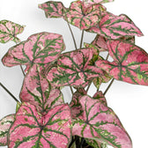 Caladium Purple Light foliage close-up with pink and green patterned leaves.