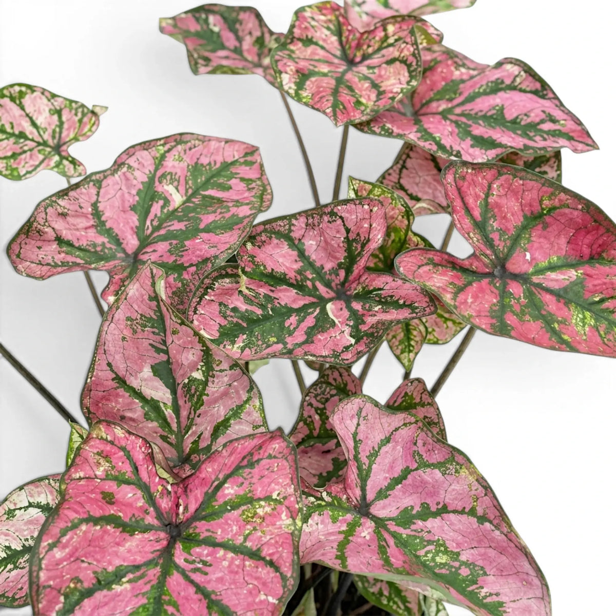 Caladium Purple Light foliage close-up with pink and green patterned leaves.