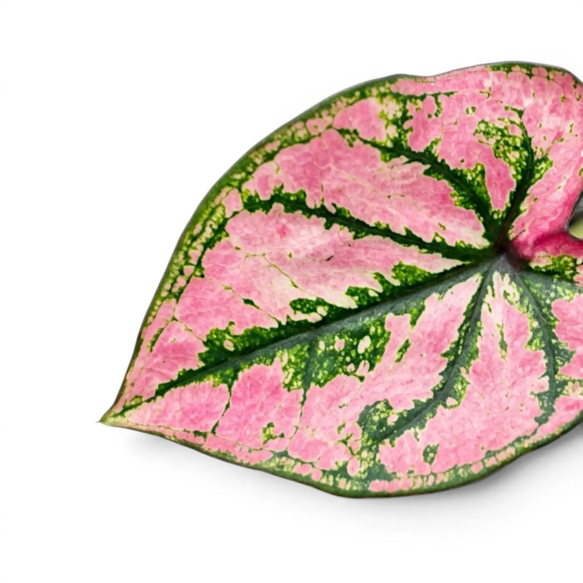Caladium Purple Light foliage close-up with pink and green patterned leaves.