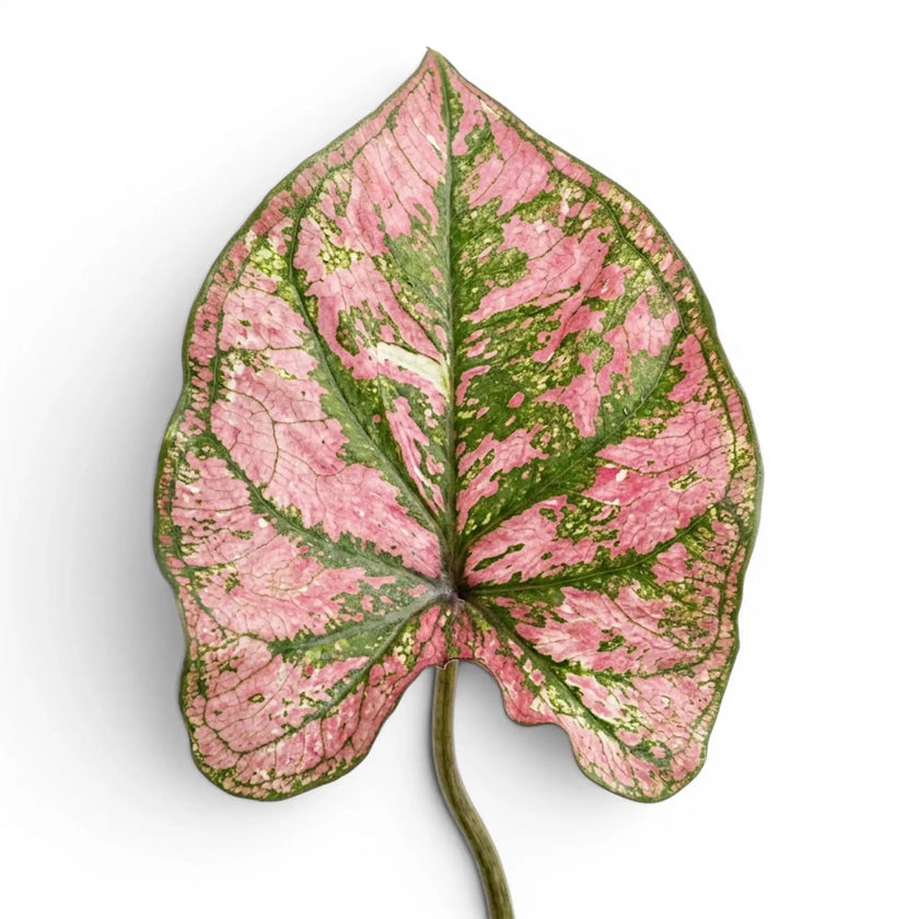 Caladium Purple Light foliage close-up with pink and green patterned leaves.