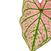 Caladium Purple Light foliage close-up with pink and green patterned leaves.
