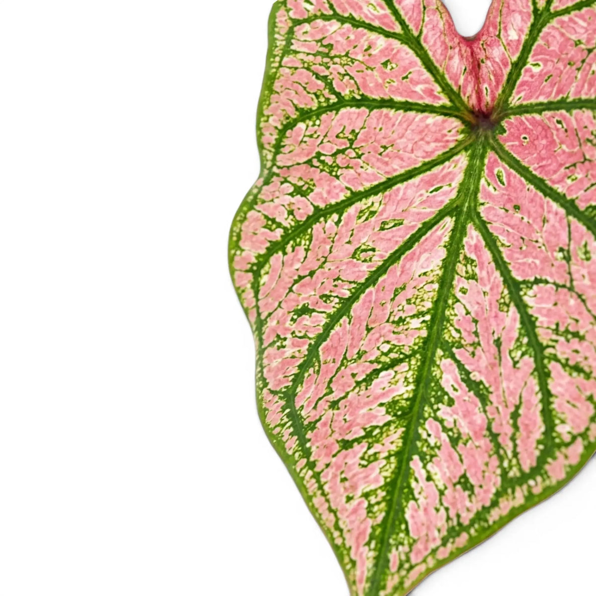 Caladium Purple Light foliage close-up with pink and green patterned leaves.