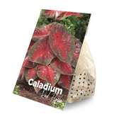Caladium 'Red Flash' plant photo.