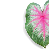 Caladium 'Rosebud' close-up of leaf on white background.