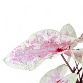 Caladium 'Seafoam Pink' leaf detail on white background.