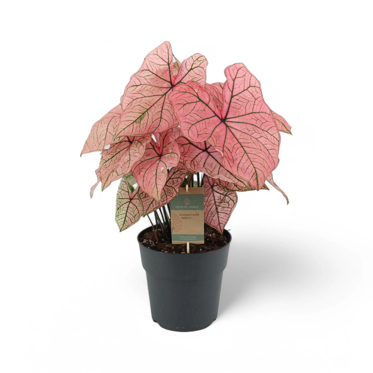 Caladium 'Spring Fling' plant photo.