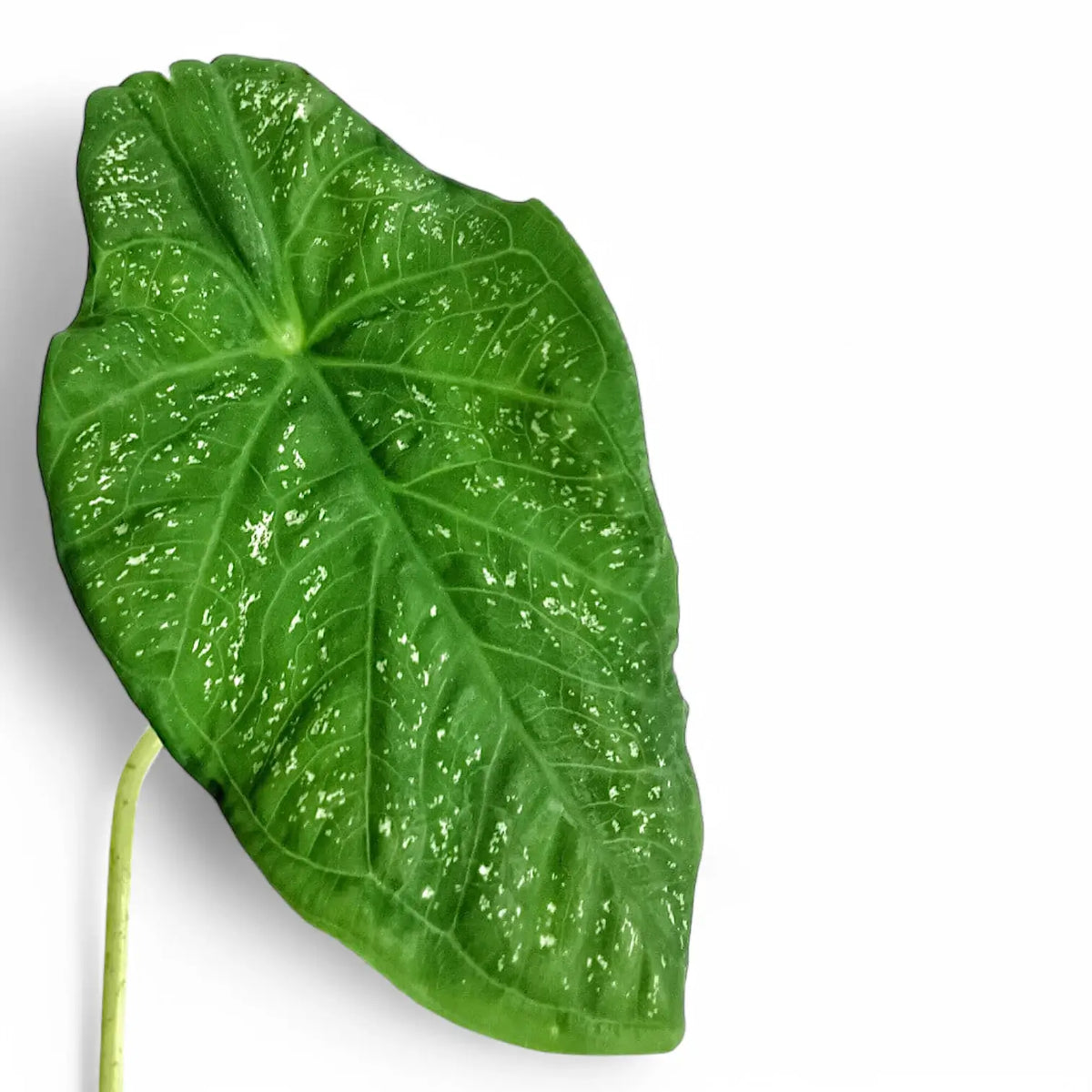 Caladium steudnerifolium – Blattdetail vor weißem Hintergrund..