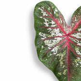 Caladium 'Tapestry' close-up of leaf on white background.
