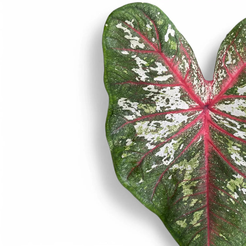 Caladium 'Tapestry' close-up of leaf on white background.