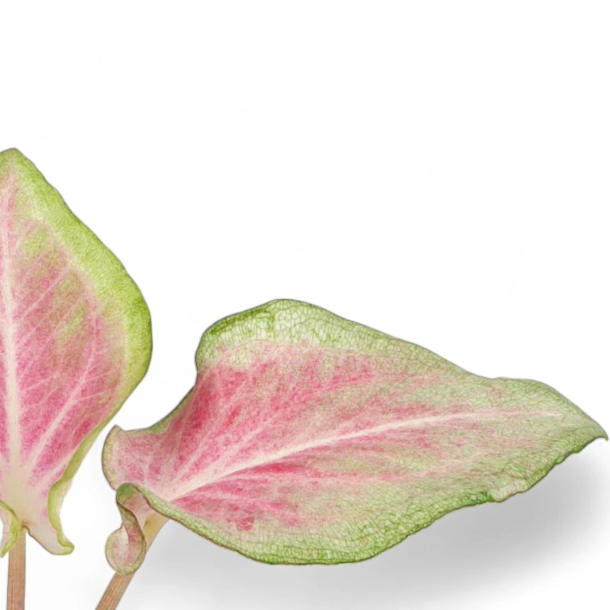 Caladium 'Va Va Violet' – Blattdetail vor weißem Hintergrund..