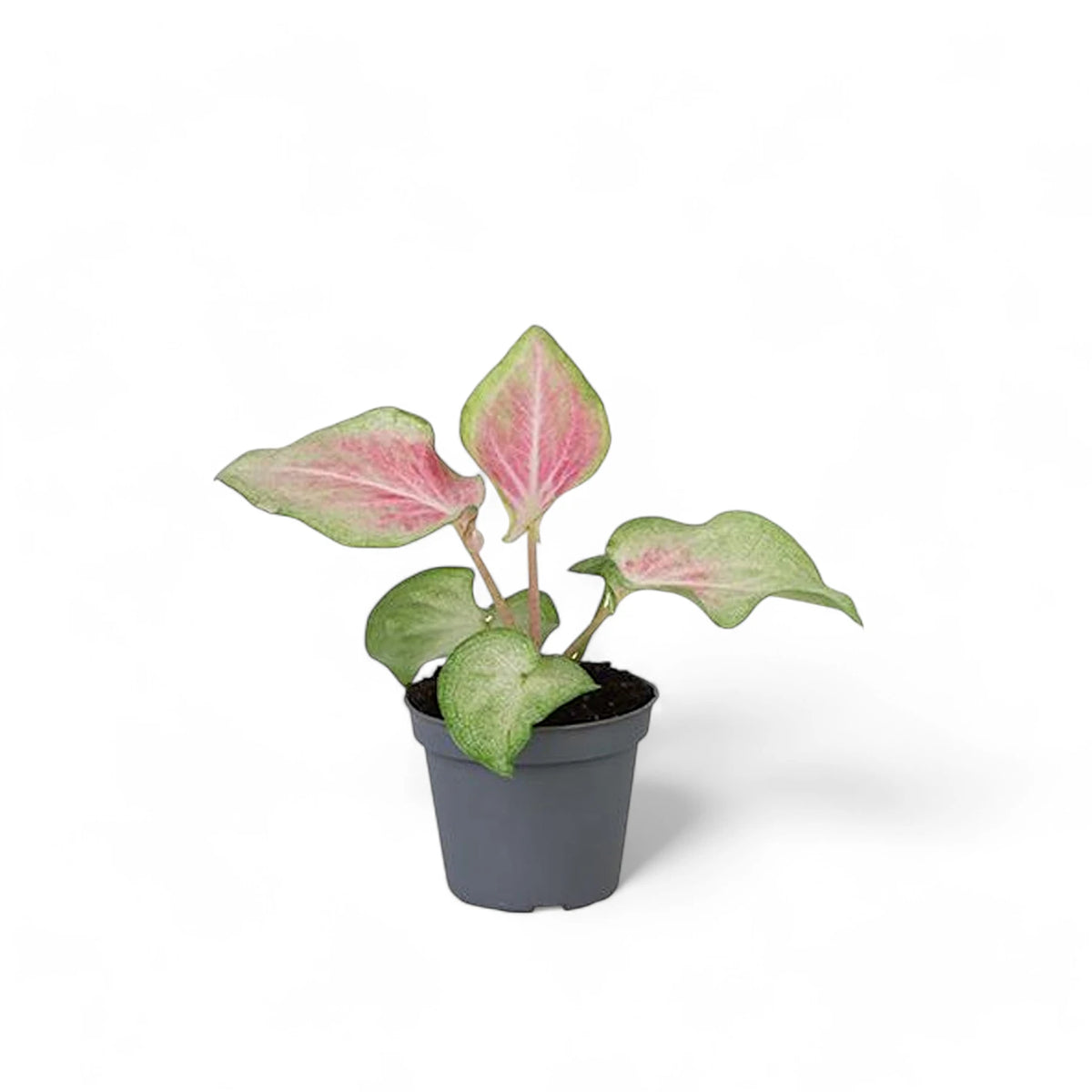 Caladium 'Va Va Violet' – Zimmerpflanze im Kulturtopf auf weißem Hintergrund, Produktfoto 2.