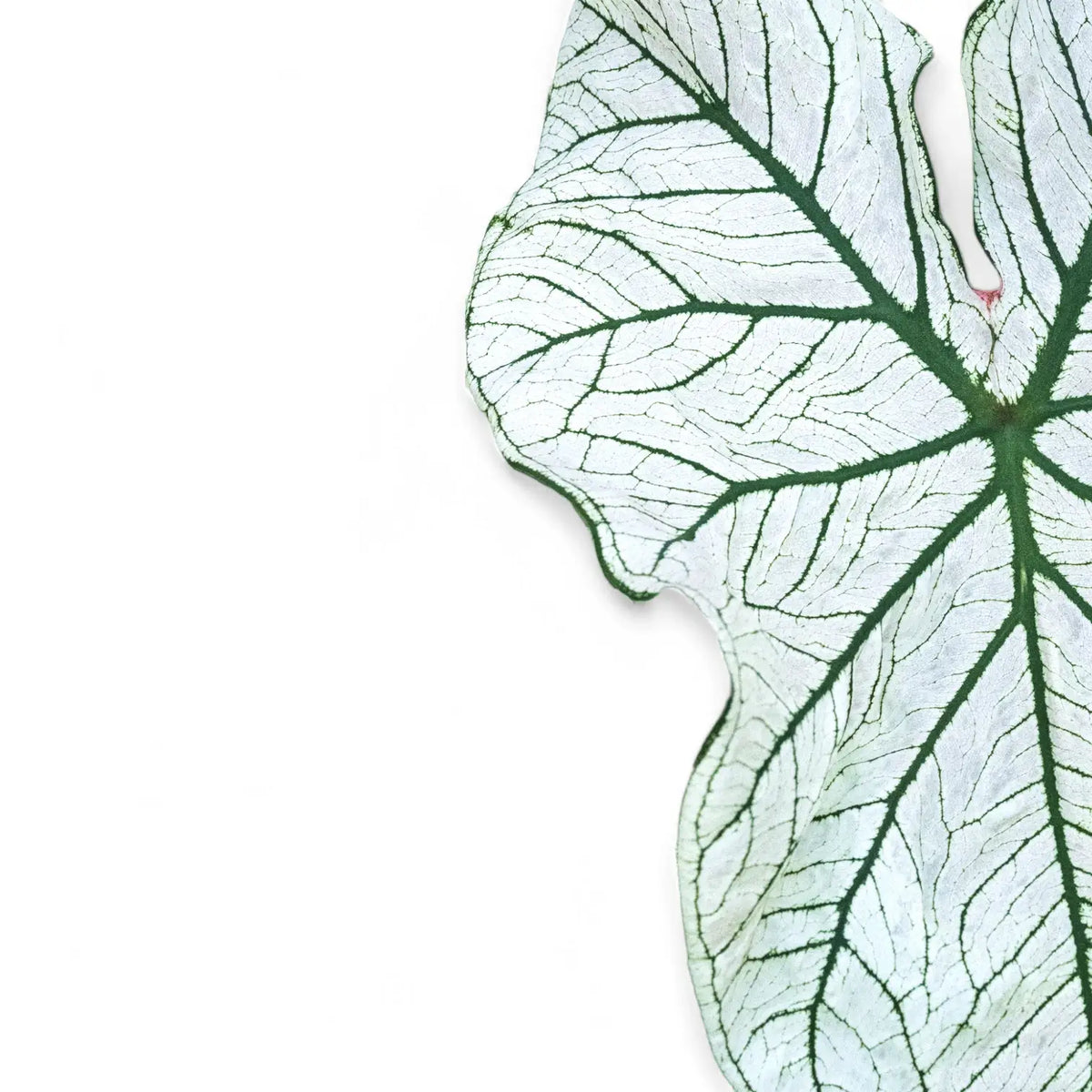 Caladium 'White Christmas' leaf close-up on white background.