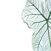 Caladium 'White Christmas' leaf close-up on white background.