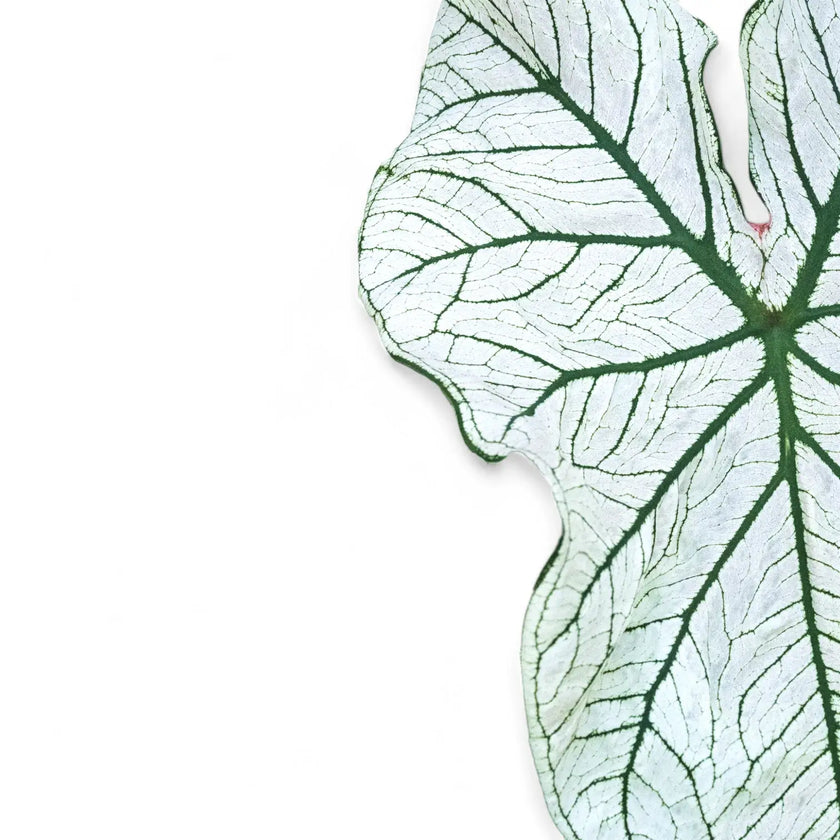 Caladium 'White Christmas' leaf close-up on white background.