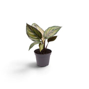 Kleine Calathea 'Beauty Star' mit cremefarben gestreiften grünen Blättern im grauen Kulturtopf