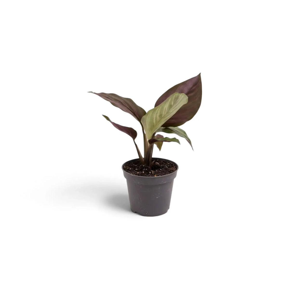Kleine Calathea 'Beauty Star' mit aufgerichtetem Blatt und gut sichtbarer weinroter Unterseite