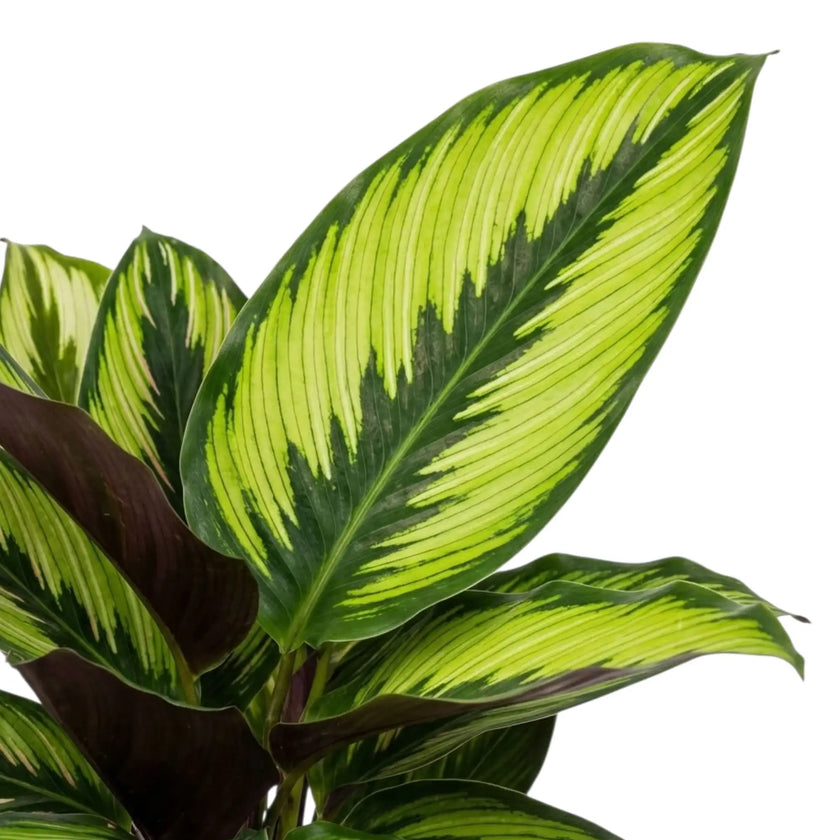 Close-up of a Calathea 'Beauty Star' leaf with fine lime stripes and a dark green edge