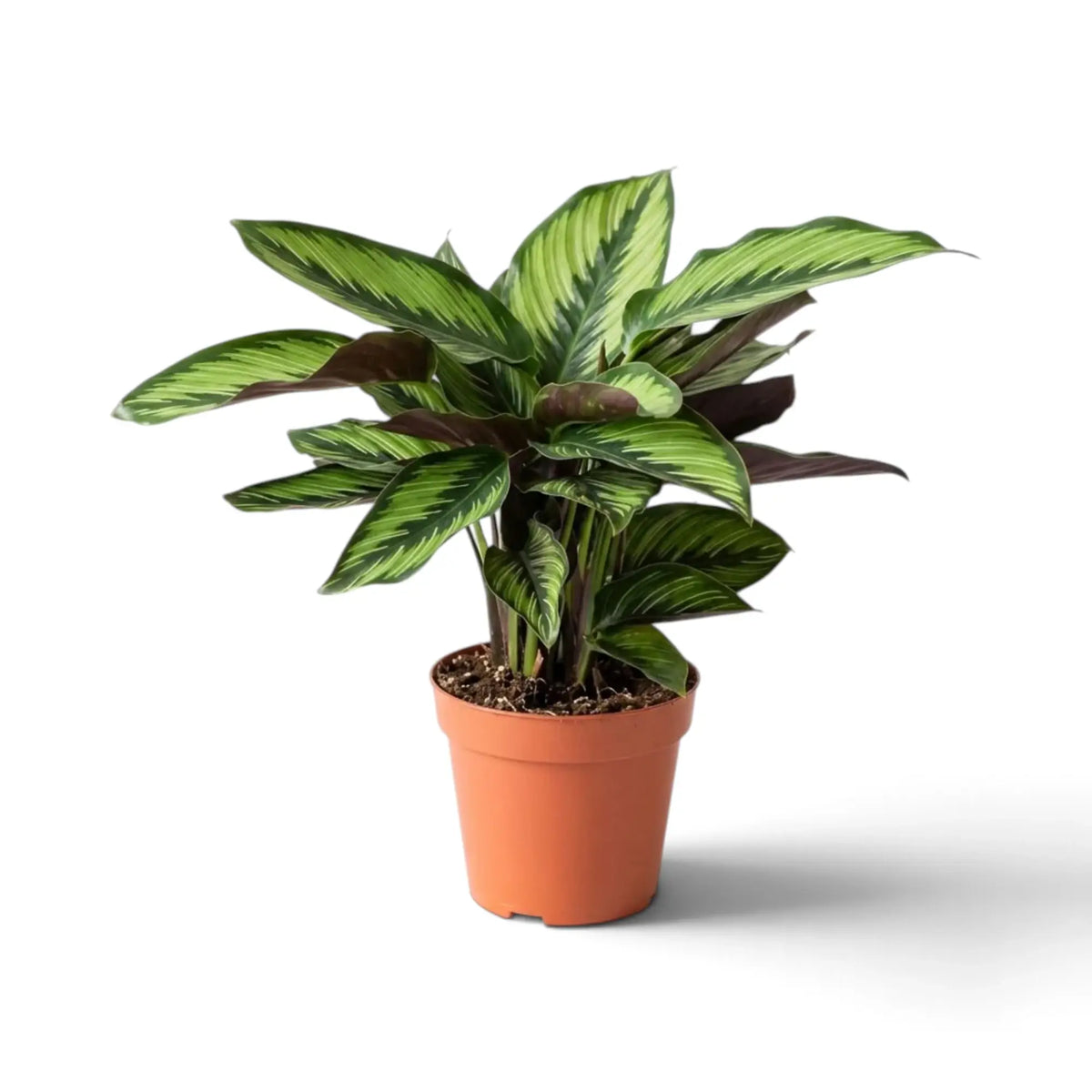 Calathea 'Beauty Star' schräg von der Seite mit gestreiften Blättern und sichtbaren violetten Unterseiten