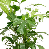 Caryota mitis foliage with layered green, fishtail-shaped leaflets