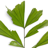 Caryota mitis frond showing pleated, fan-shaped leaflets with ragged tips